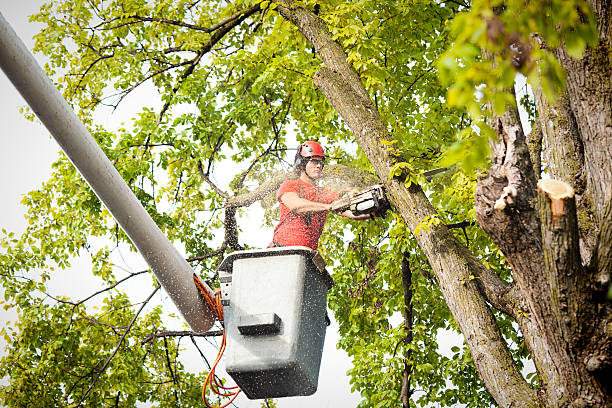  Lanett, AL Tree Services Pros